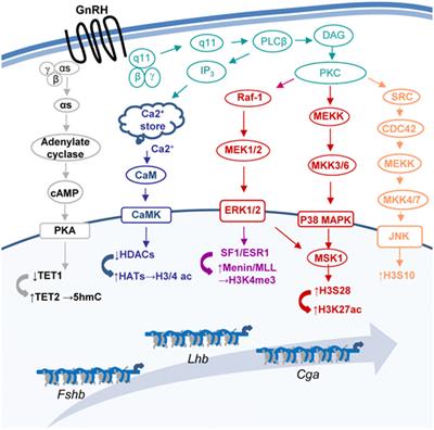 Multifaceted Targeting of the Chromatin Mediates Gonadotropin-Releasing Hormone Effects on Gene Expression in the Gonadotrope